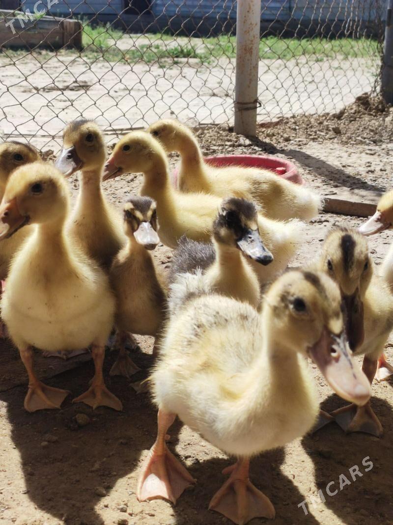 Ördek jüyje ordek juyje - Ак-Бугдайский этрап - img 1