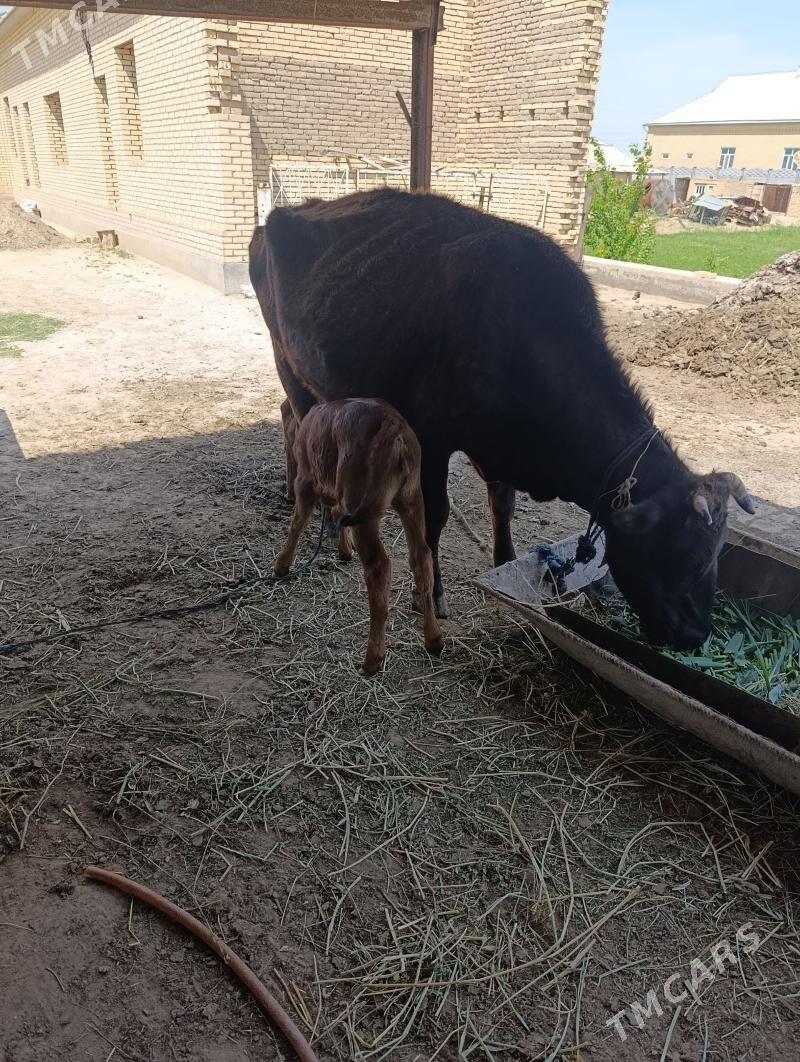Sygyr we gölesi - Сакарчага - img 1