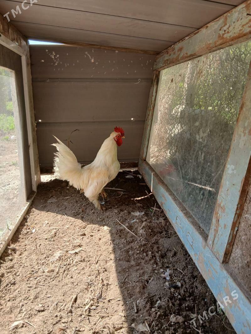 карлик хораз - Чарджоу - img 1