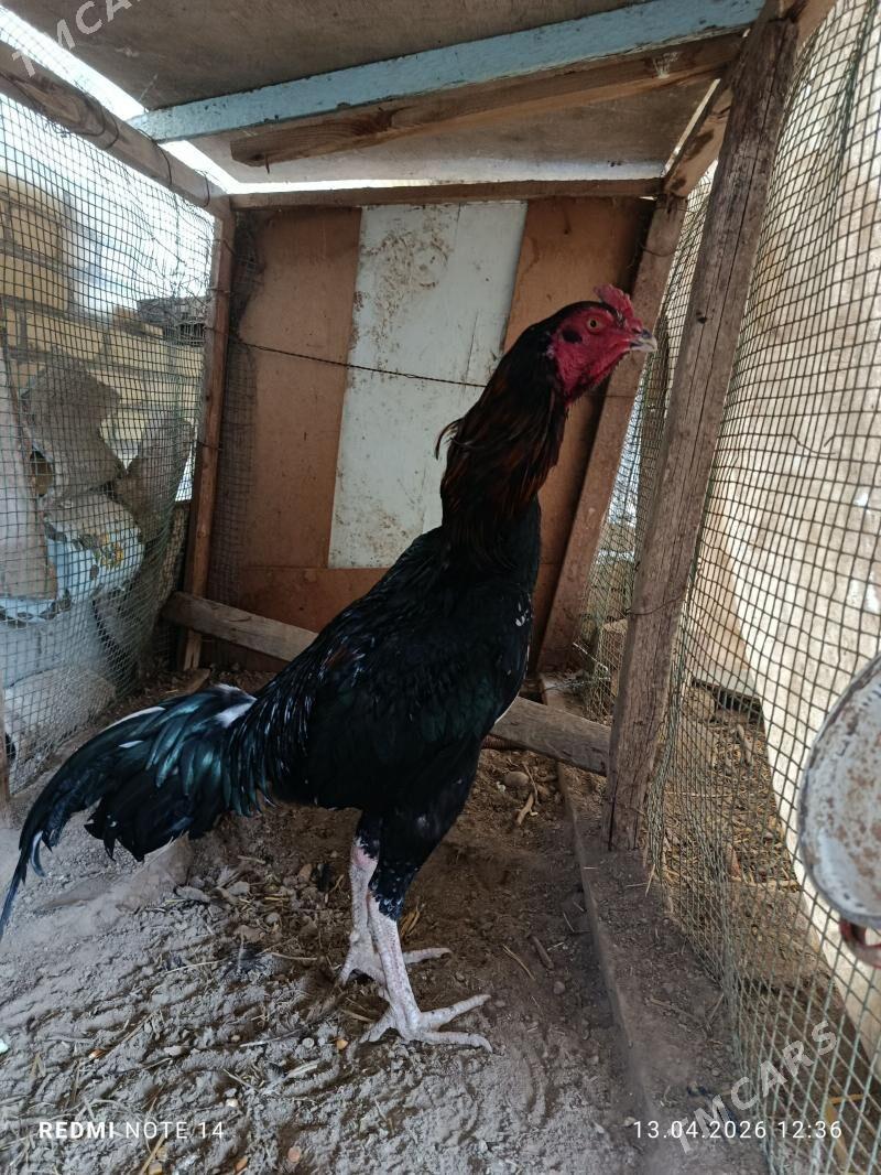 horaz - Чарджоу - img 1