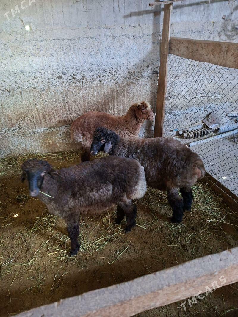 goÿun - Gökdepe - img 1