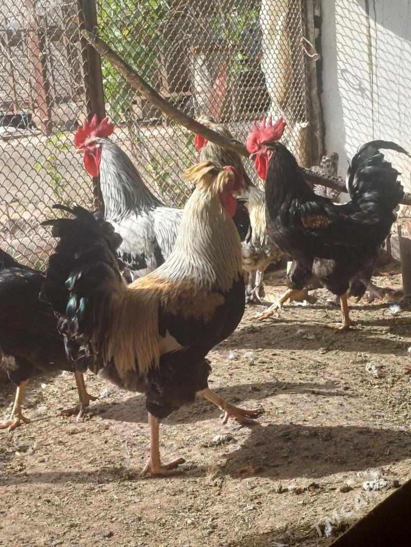 Broler horaz - Çärjew - img 1