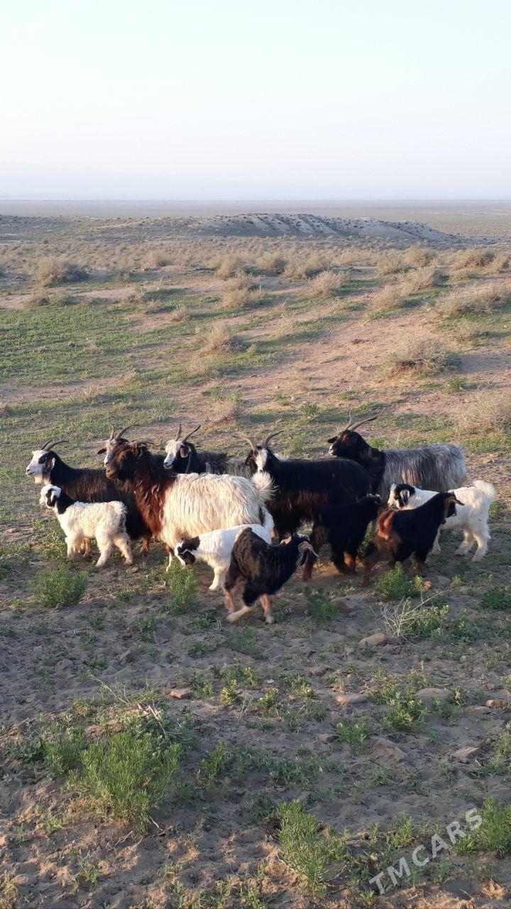 Owlakly geçi - Gumdag - img 1