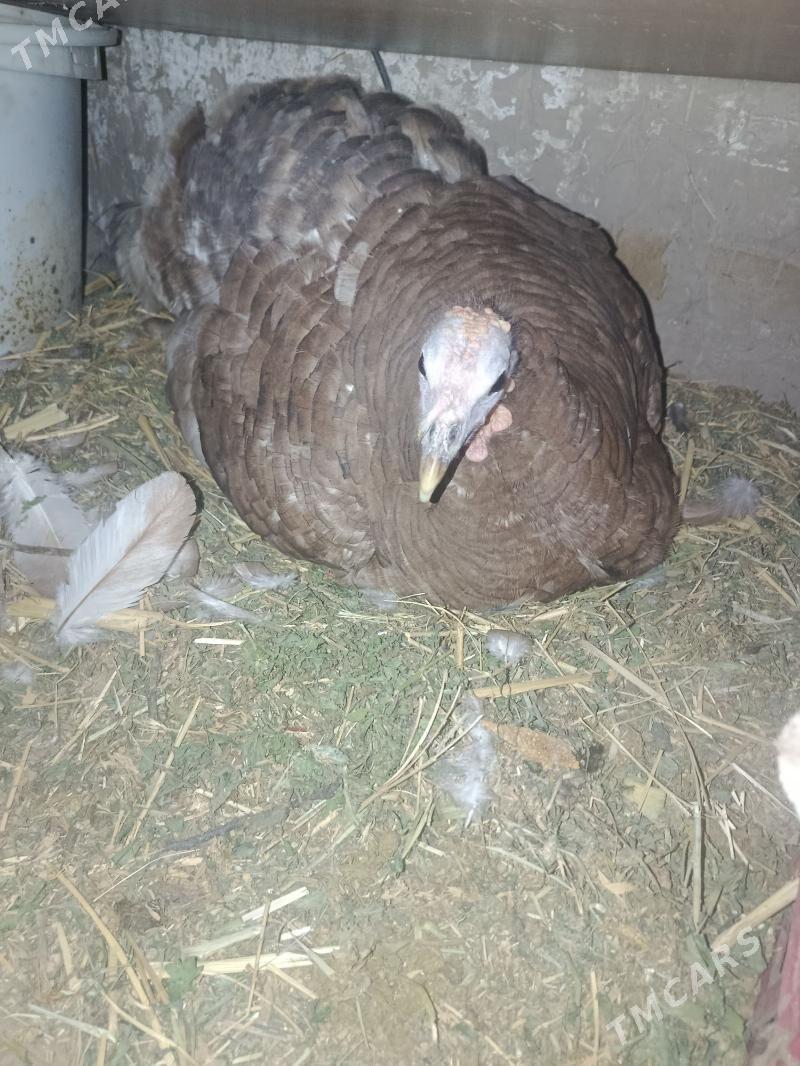 kurk induklar - Туркменгала - img 1