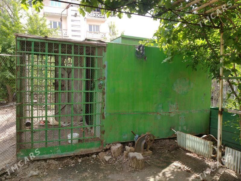 голубятник для голубей - Türkmenabat - img 1