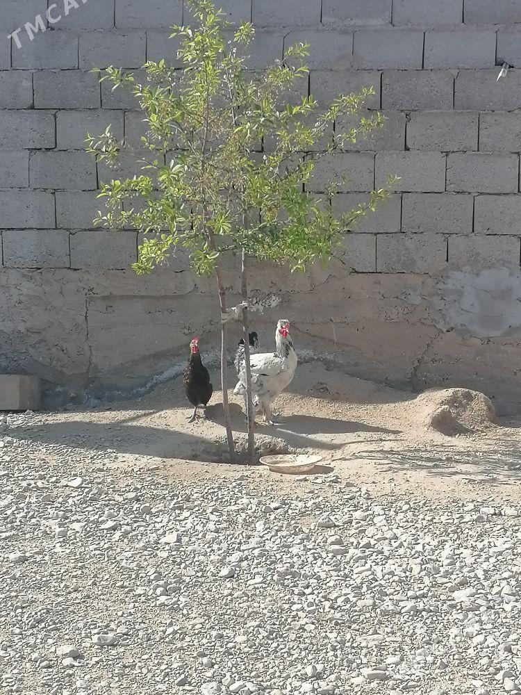 Yas horaz - Балканабат - img 1