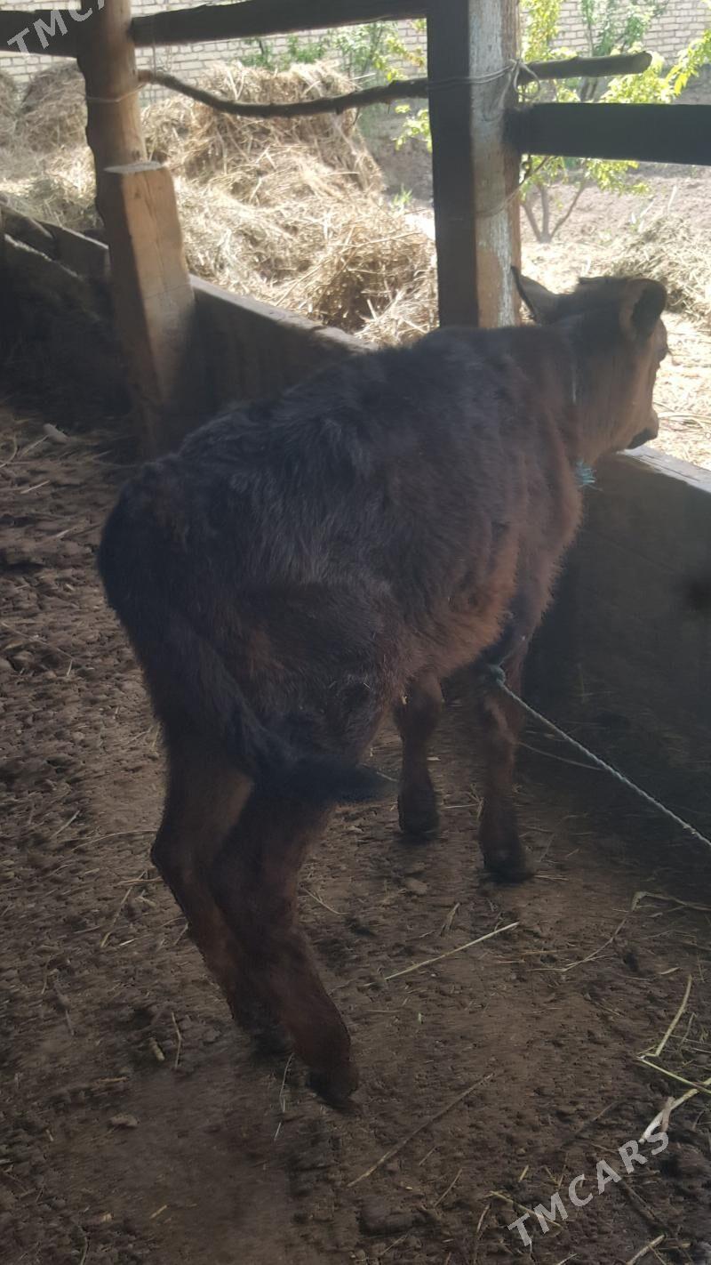 Saglyk sygyr - Sakar - img 1