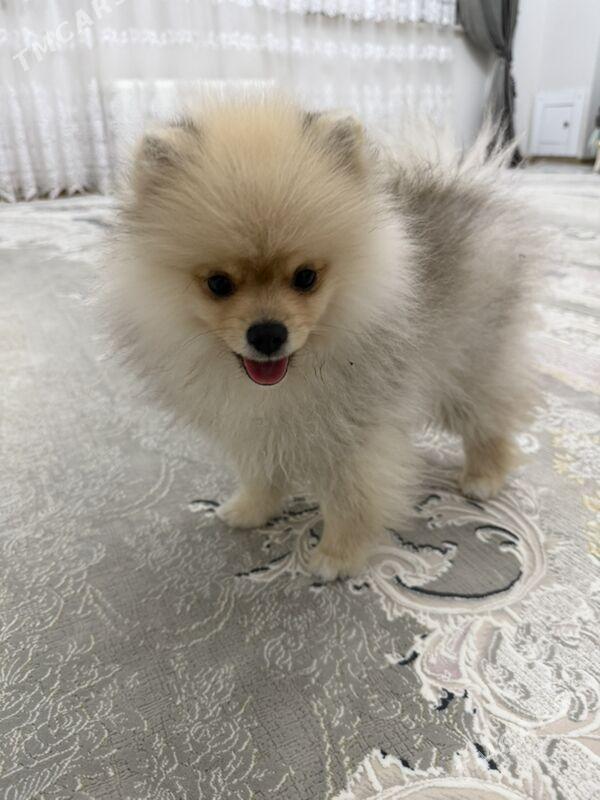 щпиц poroda gujik - Aşgabat - img 1