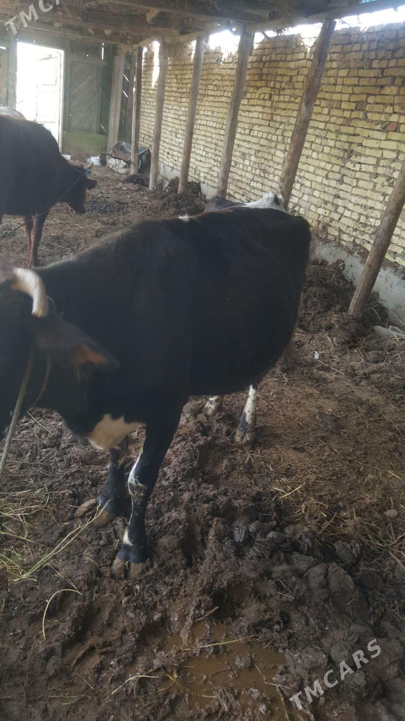 Saglyk sygyr - Сакар - img 1