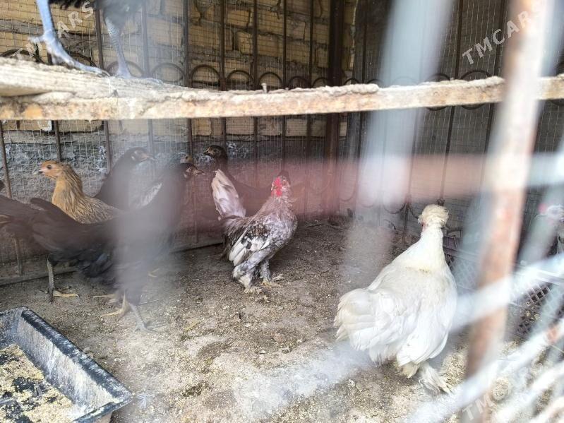 Карлик хораз товуклар - Туркменабат - img 1