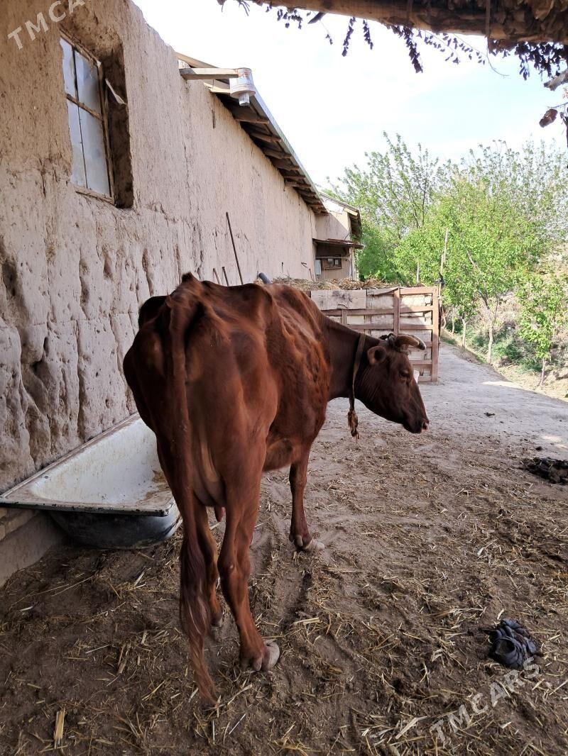 Сагым сыгыр - Şabat etr. - img 1