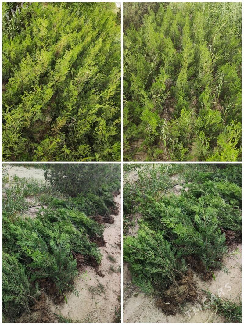 Tuya Yolka Туя Ёлка - Aşgabat - img 1