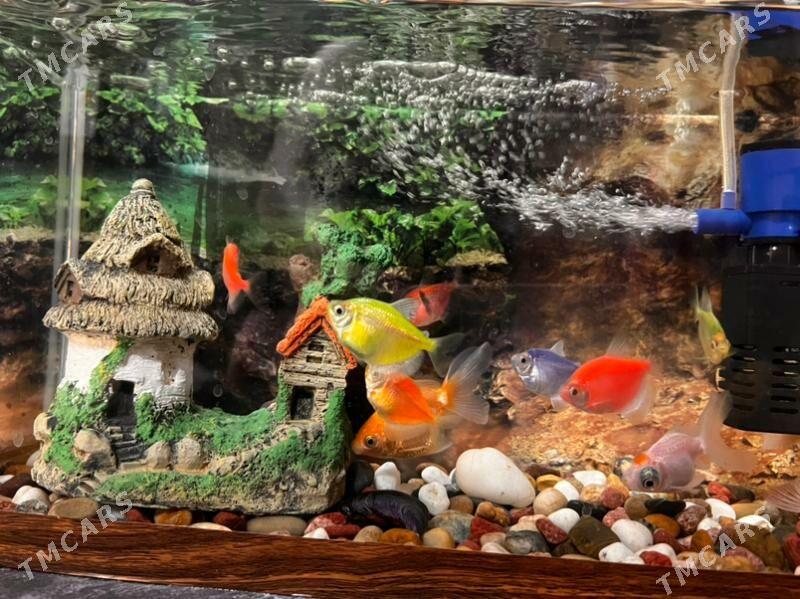 akwarum - Ашхабад - img 1