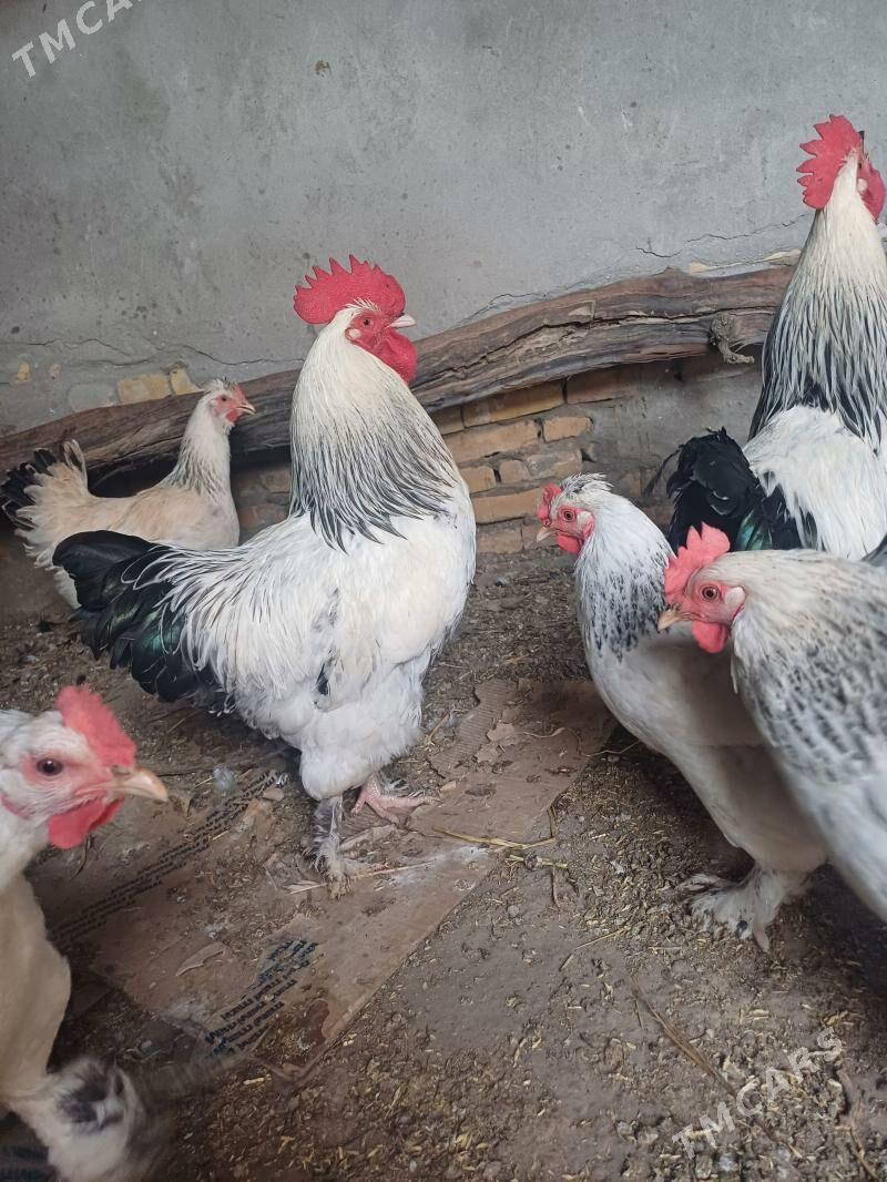 Brahma horaz tovuk - Çärjew - img 1