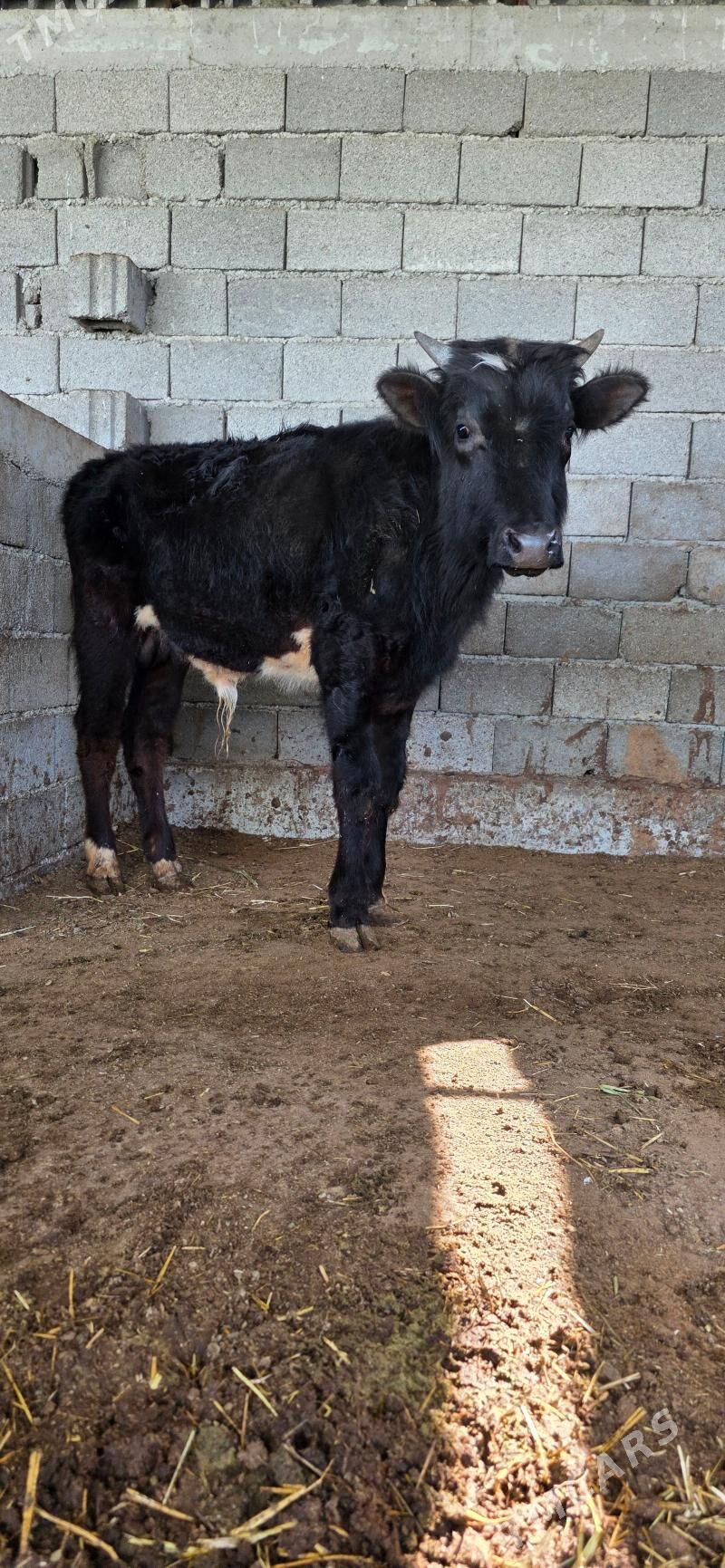 okuz - Гёкдепе - img 1