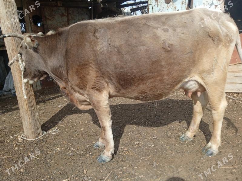 Sygyr - Гызыларбат - img 1