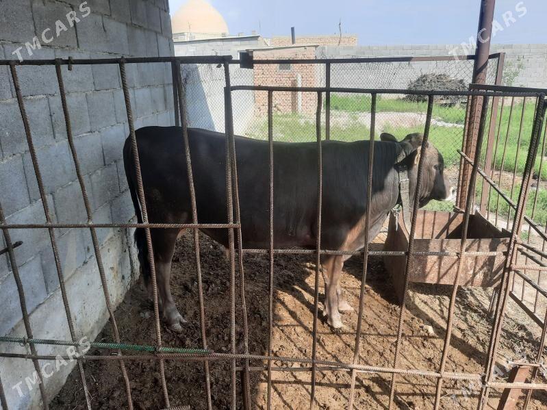 TOHUM ŞWES ÖKÜZ - Gökdepe - img 1