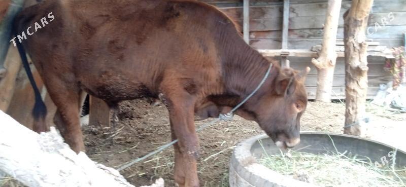 okuz - Чарджоу - img 1