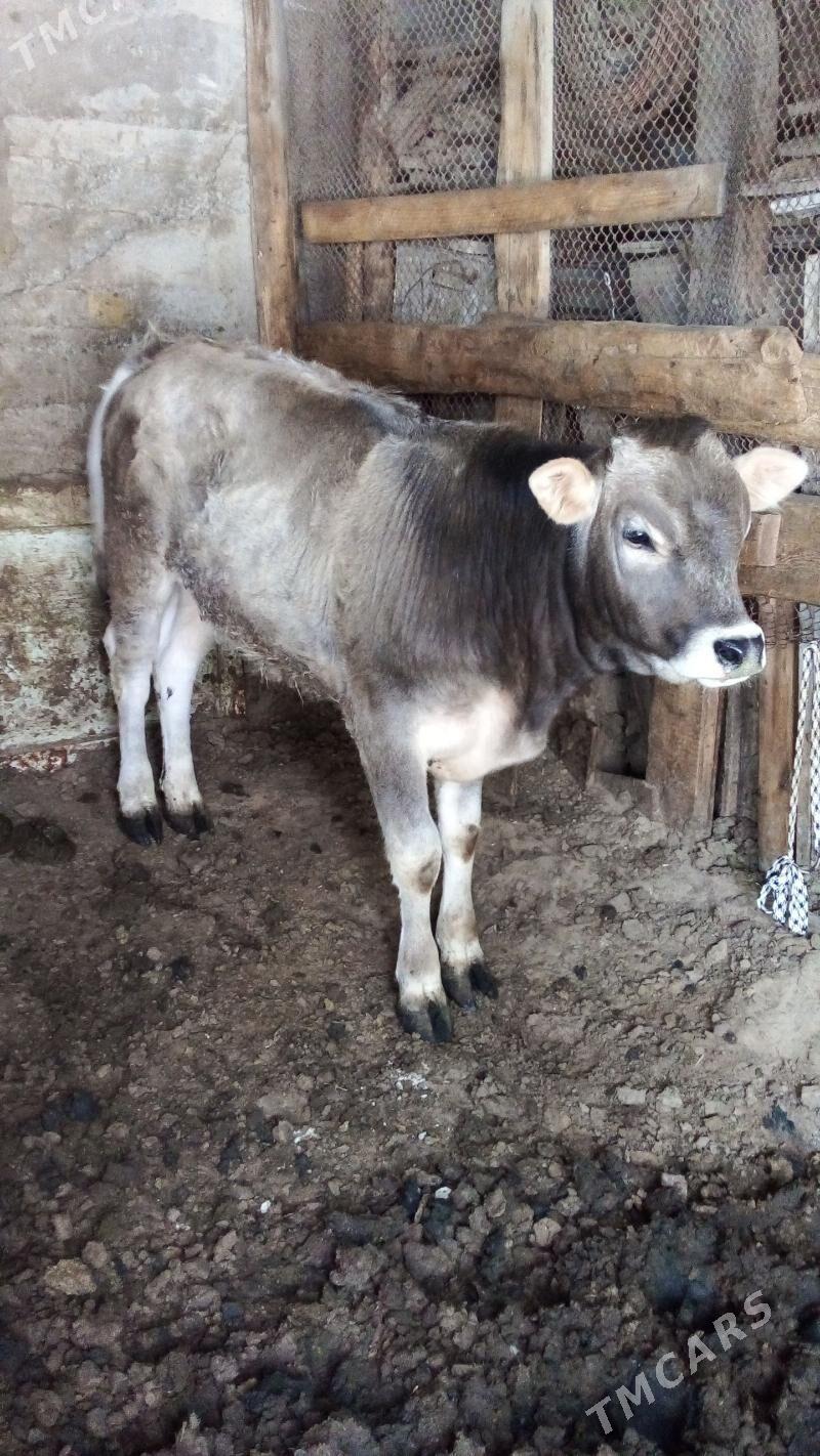 OKUZ 8 aylyk - Köşi - img 1