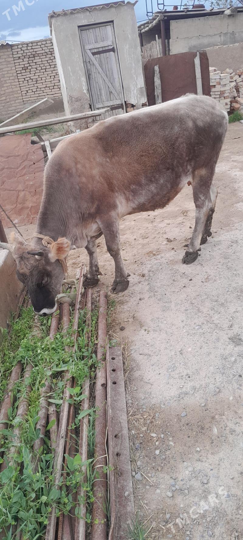 gysyr sygyr - Кака - img 1