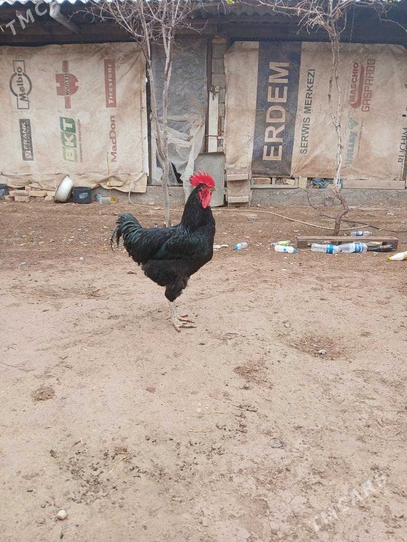 Gara Şazada horoz 10 bolon - Теджен - img 1