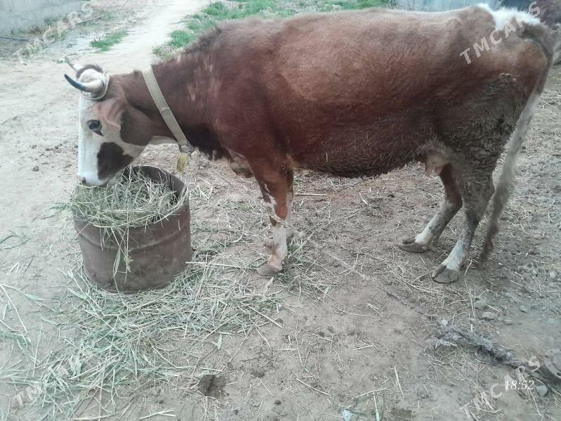 sygyr - Gökdepe - img 1