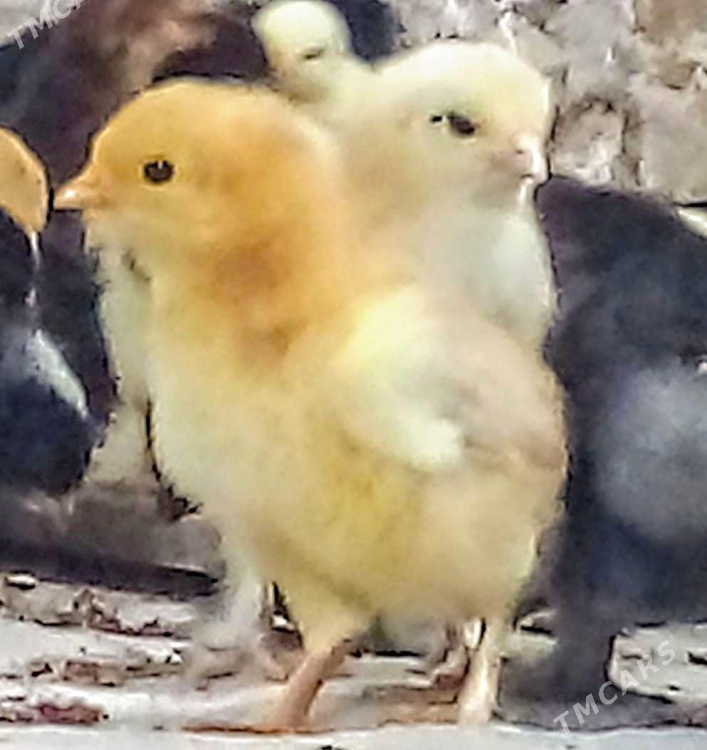 YERLI TOWUK JÙÝJE - Мургап - img 1