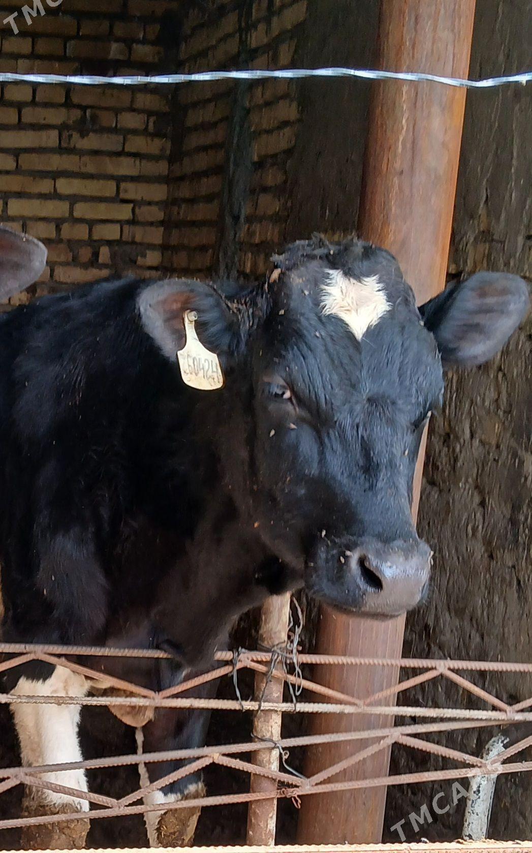 Гальштейин Окуз - Türkmenabat - img 1