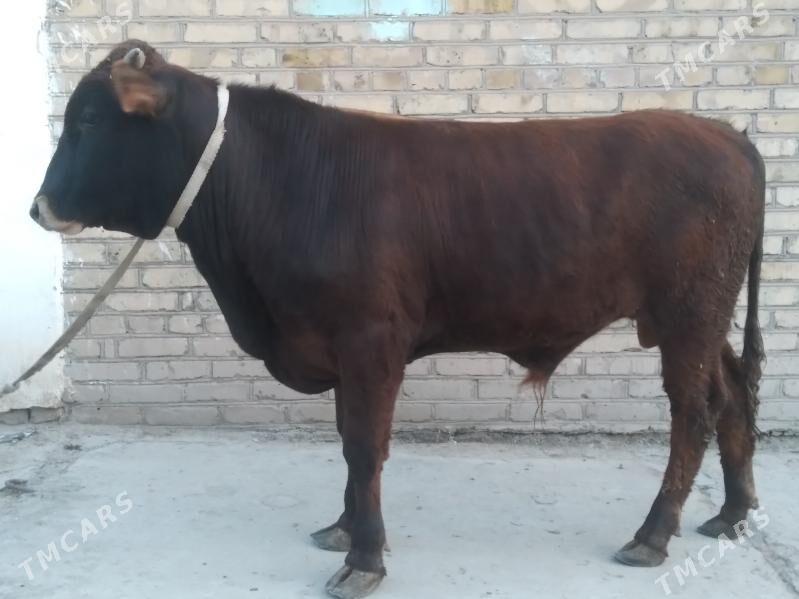 baklyk öküz - Çärjew - img 1