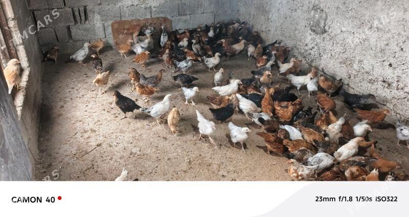 juje - Gökje - img 1