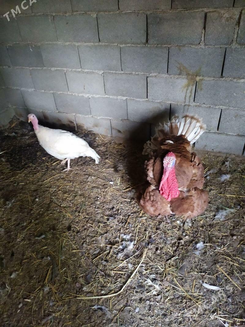 induk - Кака - img 1