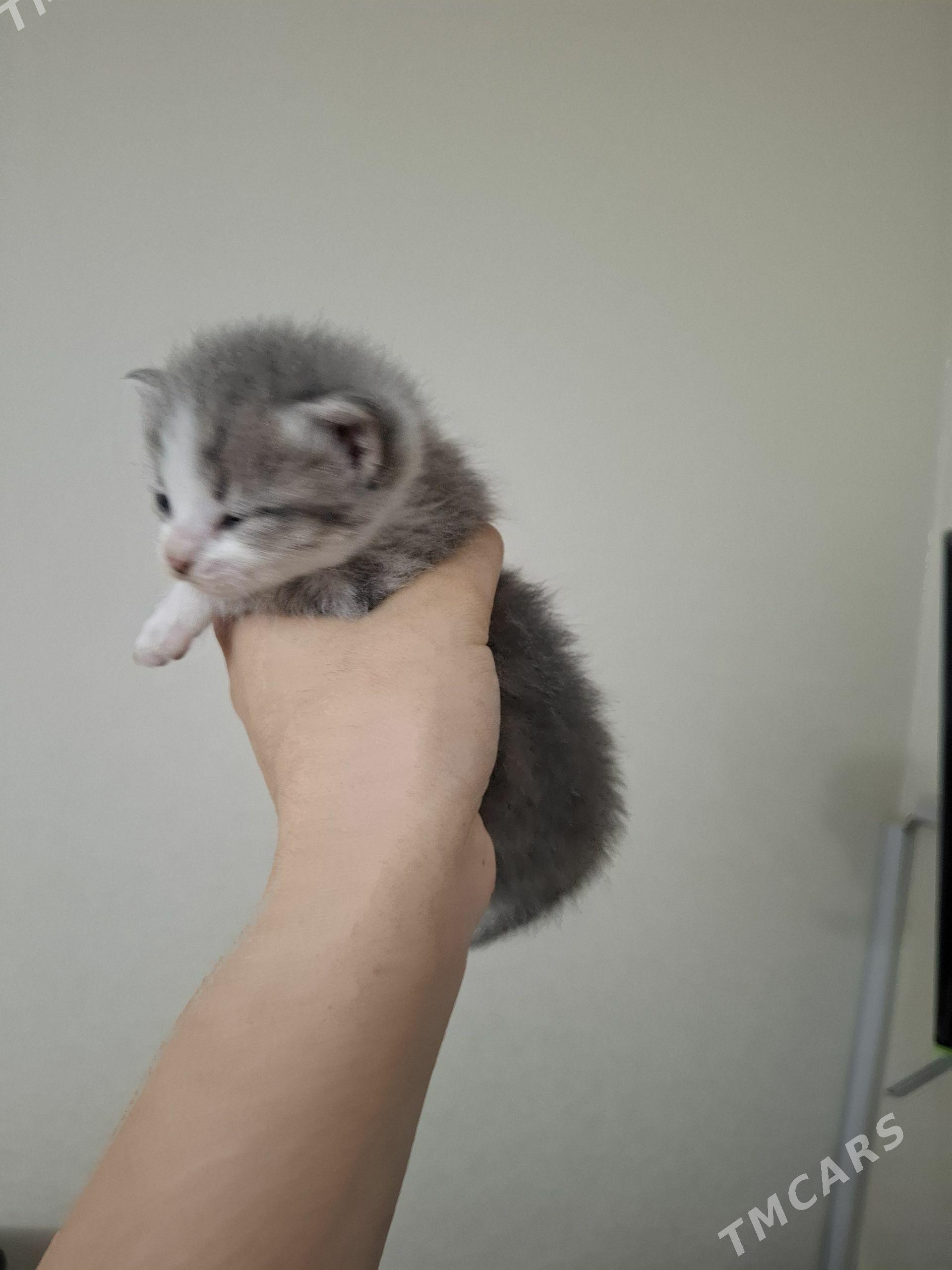 pisik pishijek котёнок - Aşgabat - img 1