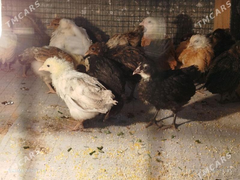 juje - Türkmenabat - img 1