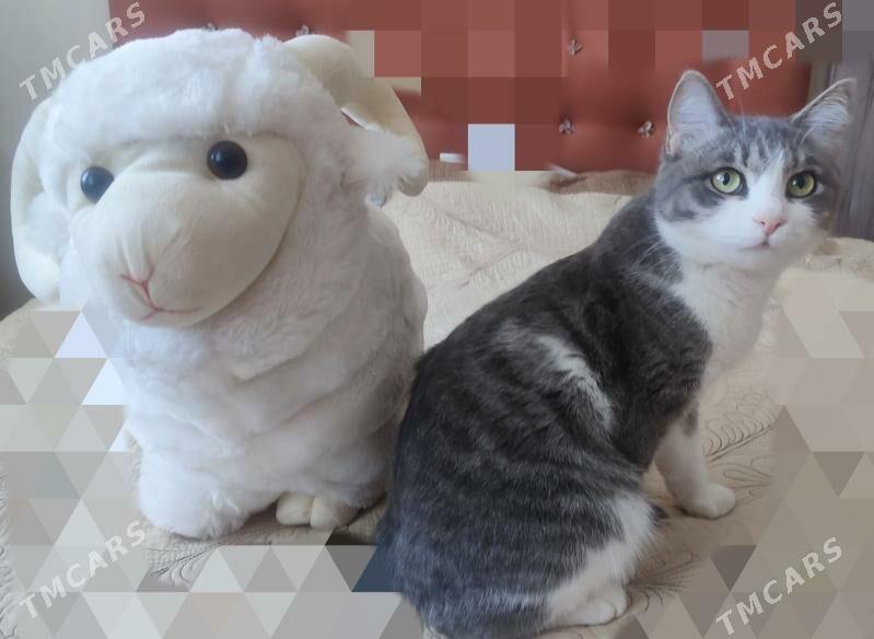 игрушка барашек - Ашхабад - img 1