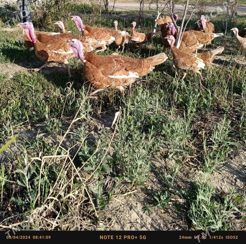 induk - Bäherden - img 1