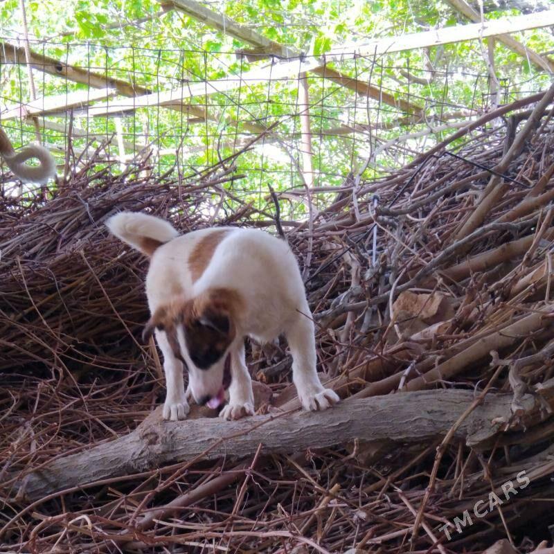 itjagazlar metis - Гёкдепе - img 1