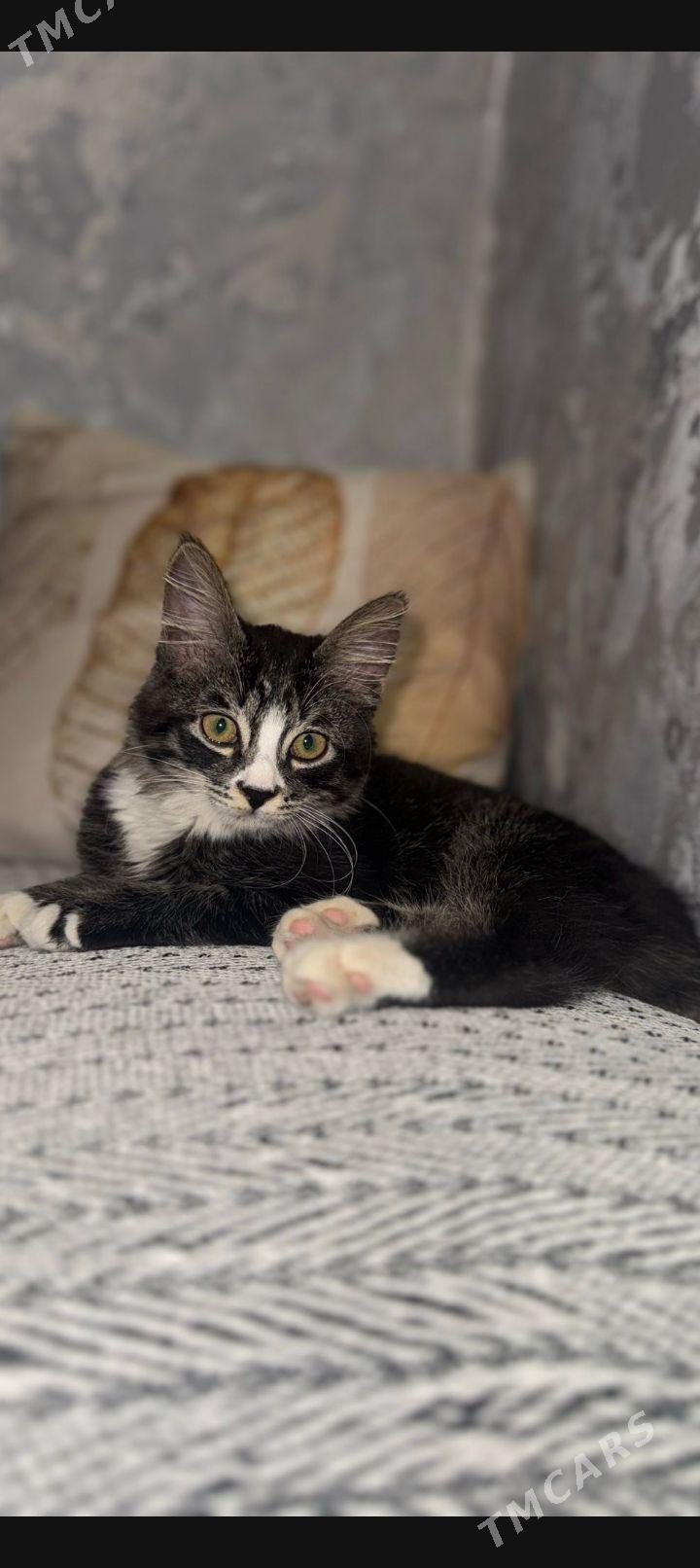 котенок - Ашхабад - img 1