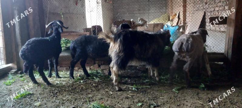 isek goc  biclen biri - Бахарден - img 1