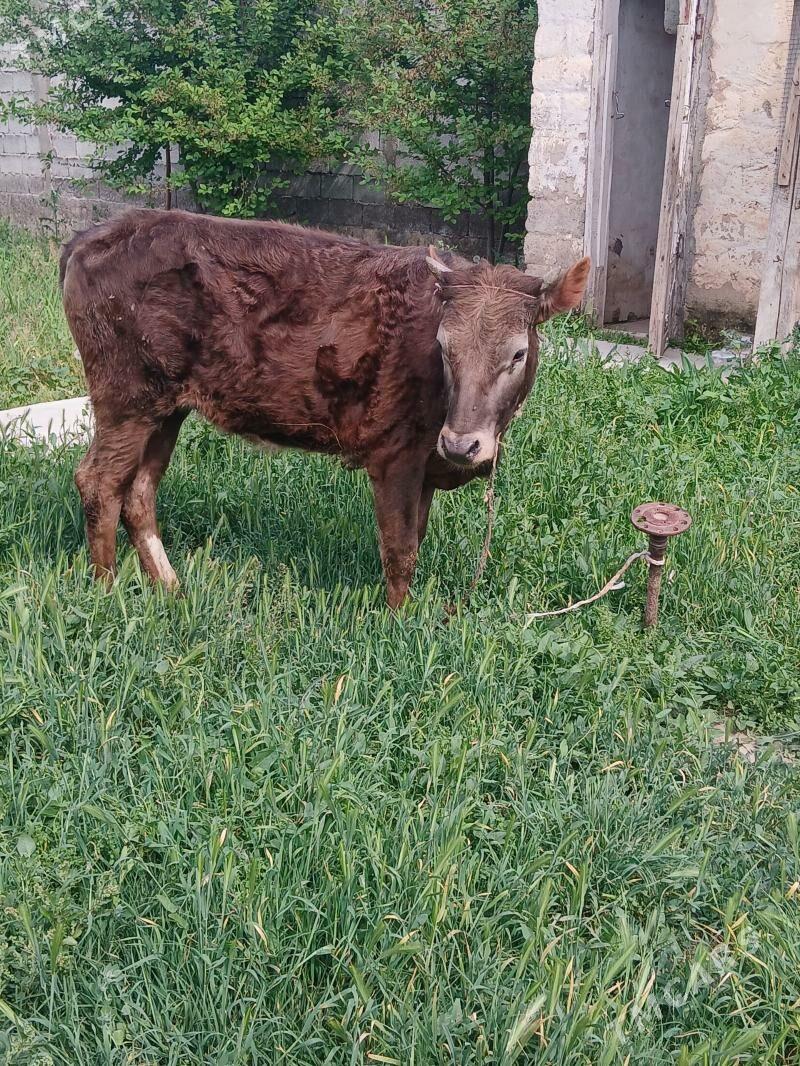 Tuwe yasajyk - Бекреве - img 1