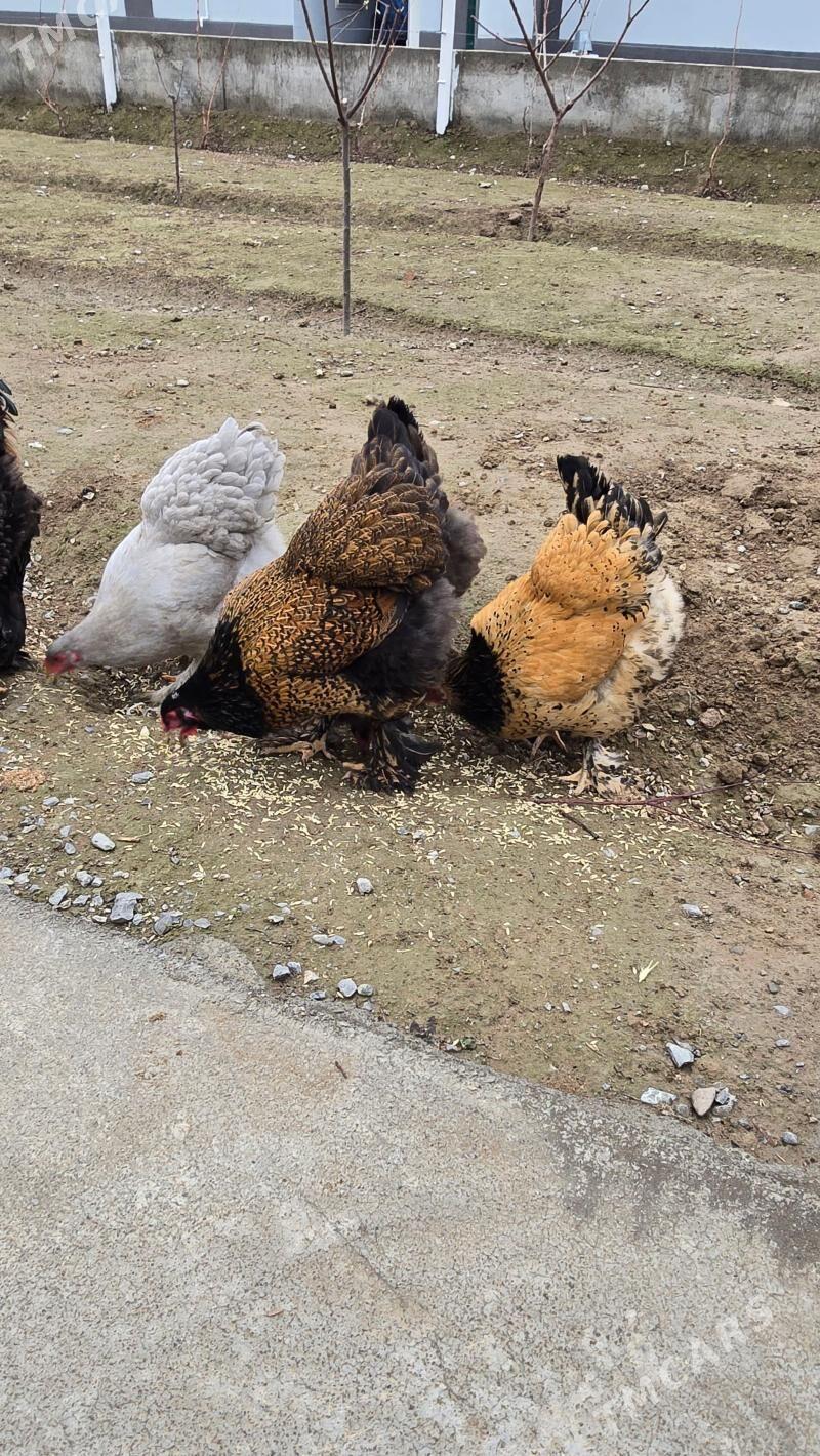 Byrama - Бузмеин - img 1