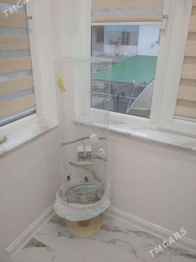 popugay setka - Balkanabat - img 1