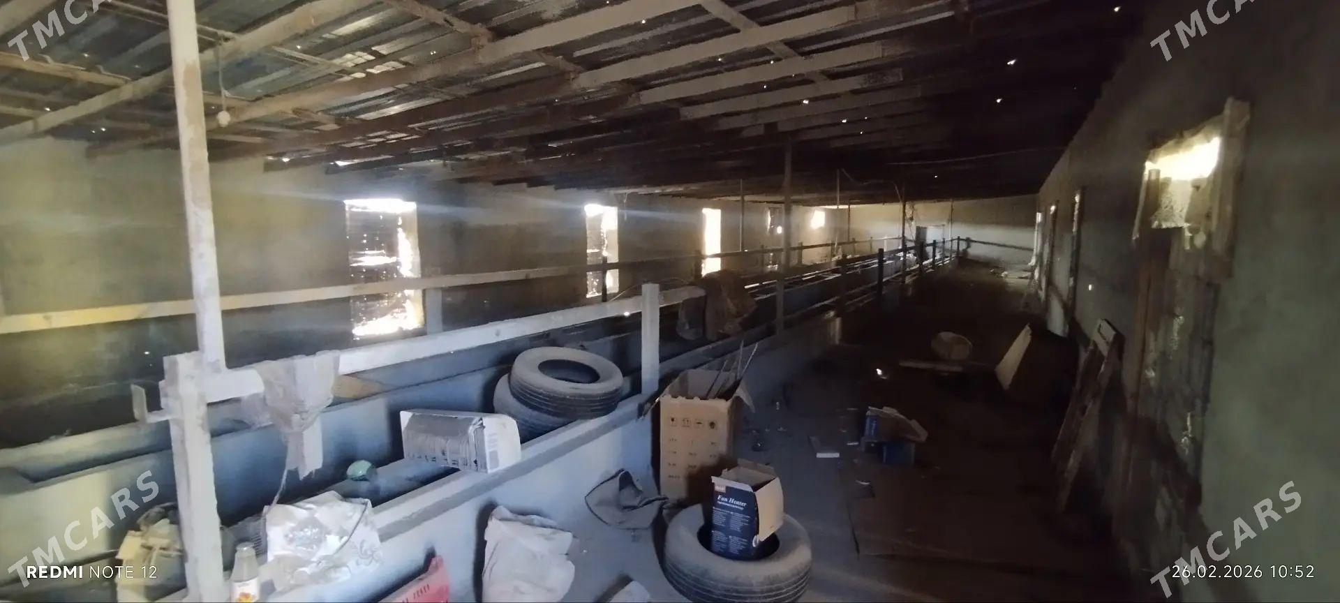 Satlyk Daca - Mary - img 1