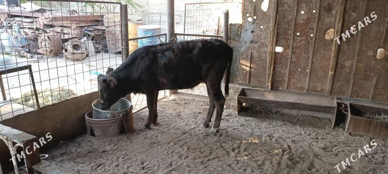 Tüwe - Balkanabat - img 1