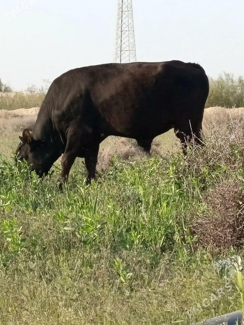 ÖKÜZ - Gyzylarbat - img 1