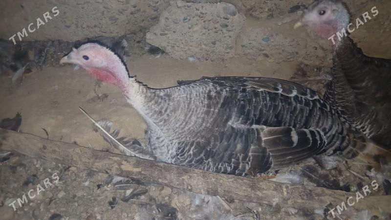 Kürk induk - Baýramaly - img 1