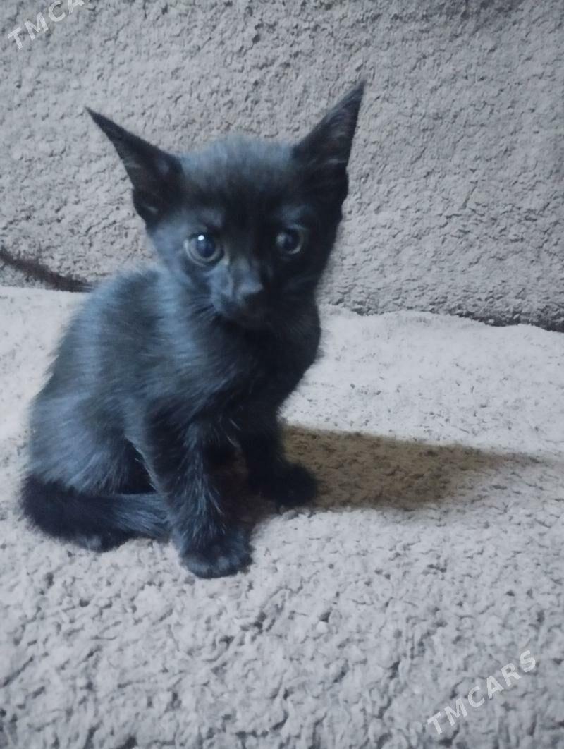 черный котенок - Daşoguz - img 1