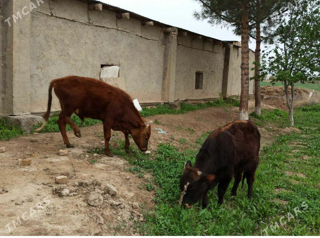 okuz - Baýramaly - img 1