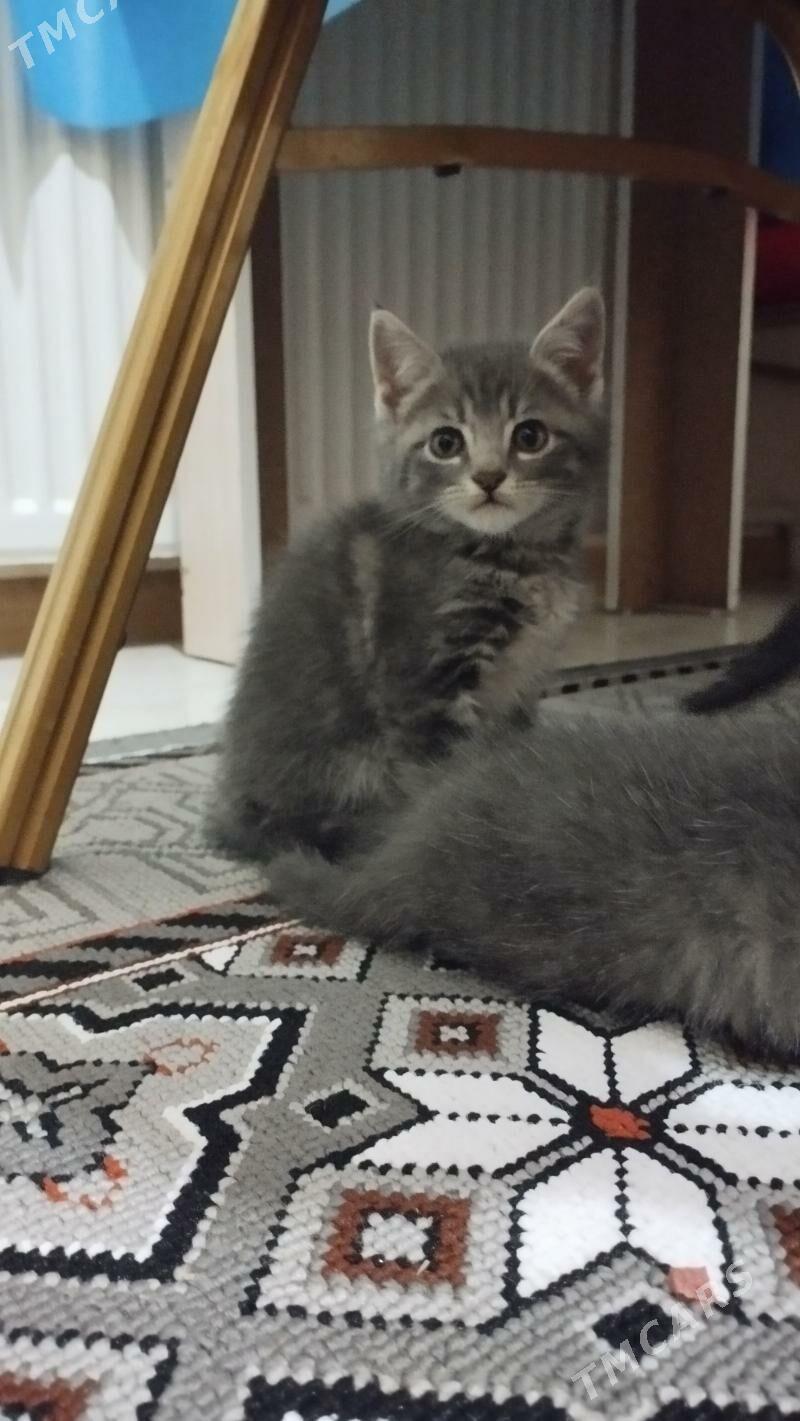 шотландские - Туркменабат - img 1