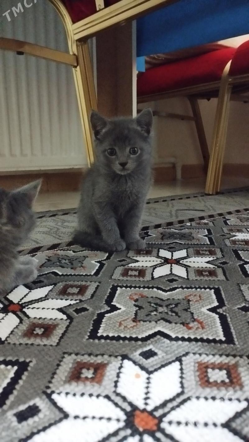 британские - Туркменабат - img 1