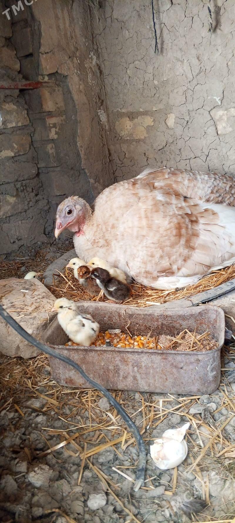 bayes - Мары - img 1